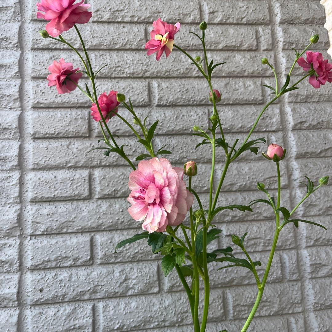 ラナンキュラス ラックス ヘラ キメラ