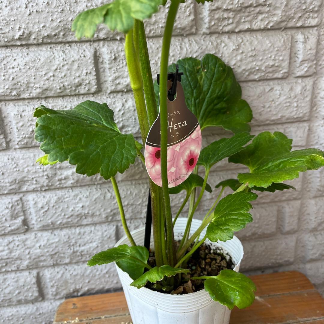 ラナンキュラス ラックス ヘラ キメラ