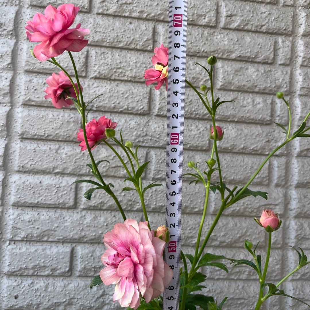 ラナンキュラス ラックス ヘラ キメラ