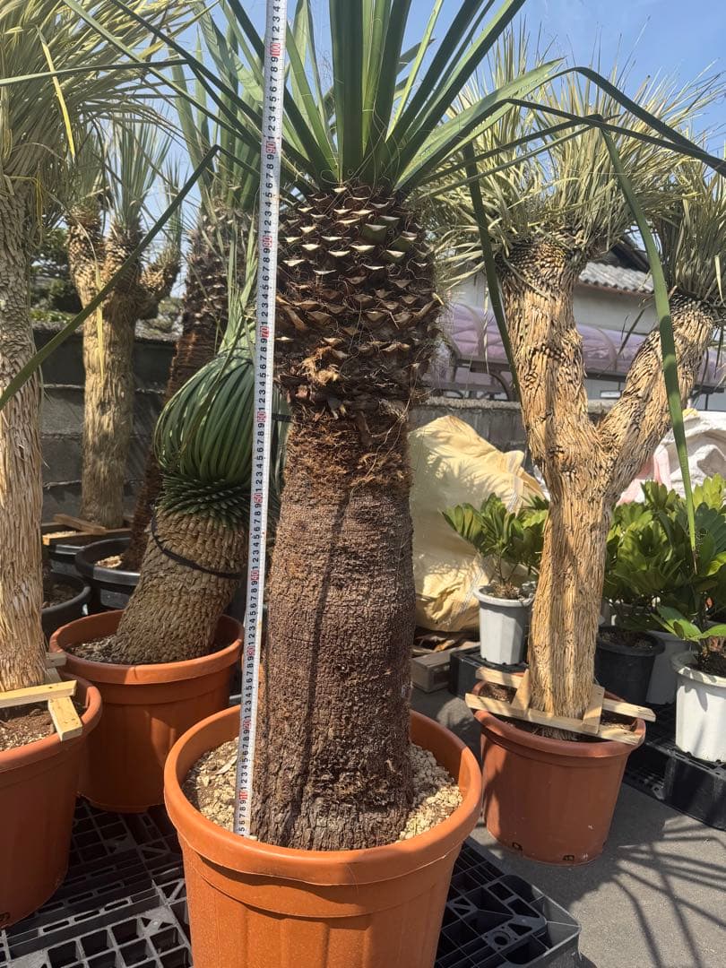 ファクソニアーナ ロストラータ ユッカ フィリフェラ ダシリリオン アガベ