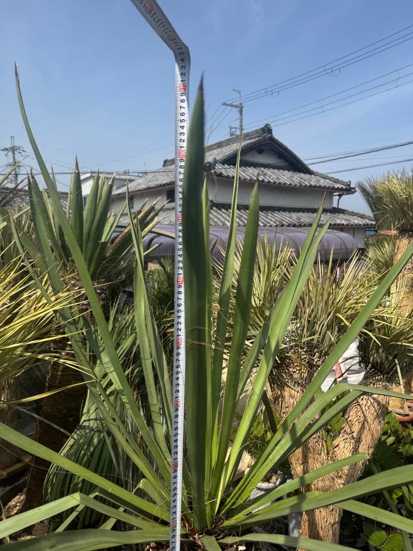 ファクソニアーナ ロストラータ ユッカ フィリフェラ ダシリリオン アガベ