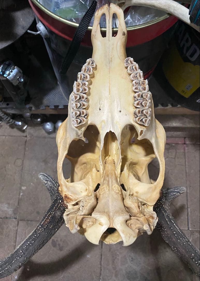 し*け様 蝦夷鹿hunting trophy（deer skull）