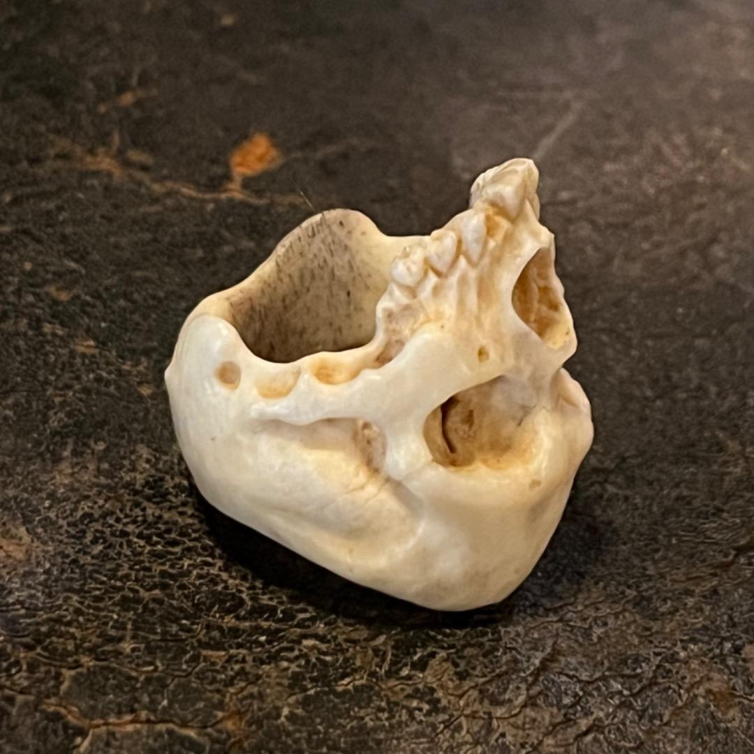 櫻井髑髏 野晒し スカルリング Skull ring バンダナ／スカーフリング