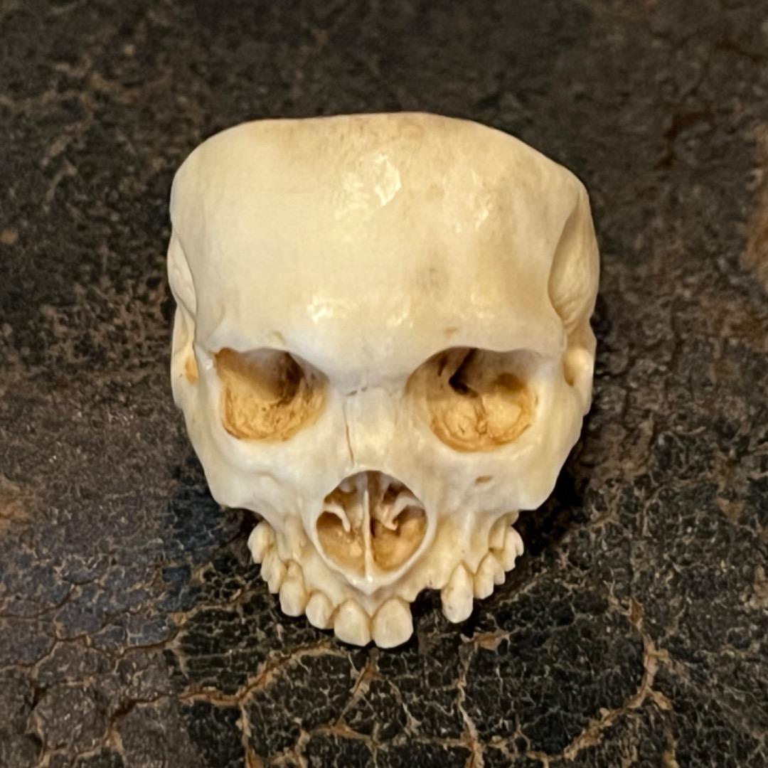 櫻井髑髏 野晒し スカルリング Skull ring バンダナ／スカーフリング