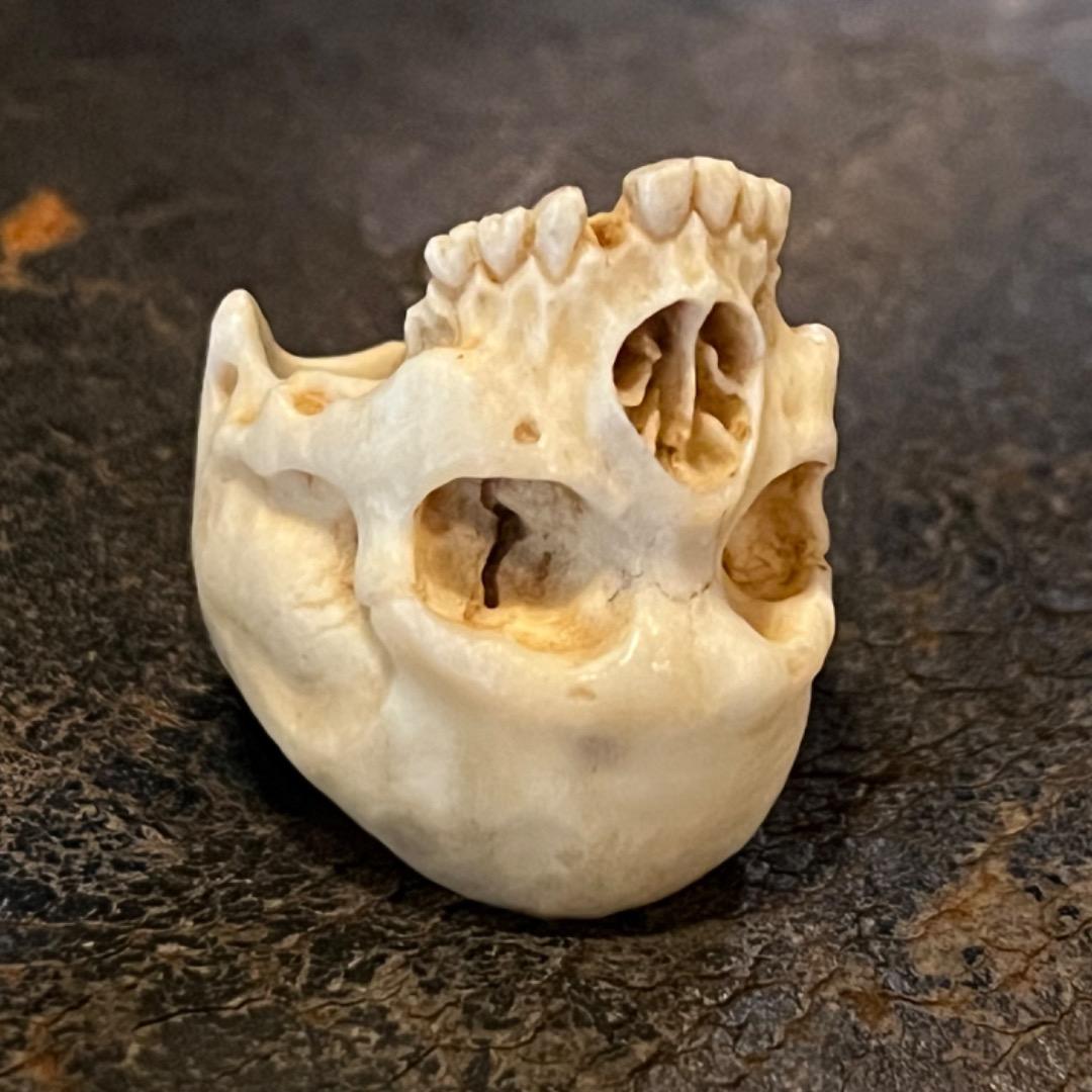 櫻井髑髏 野晒し スカルリング Skull ring バンダナ／スカーフリング