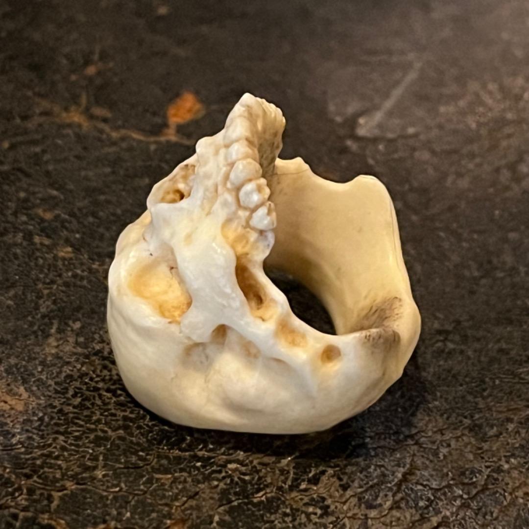 櫻井髑髏 野晒し スカルリング Skull ring バンダナ／スカーフリング