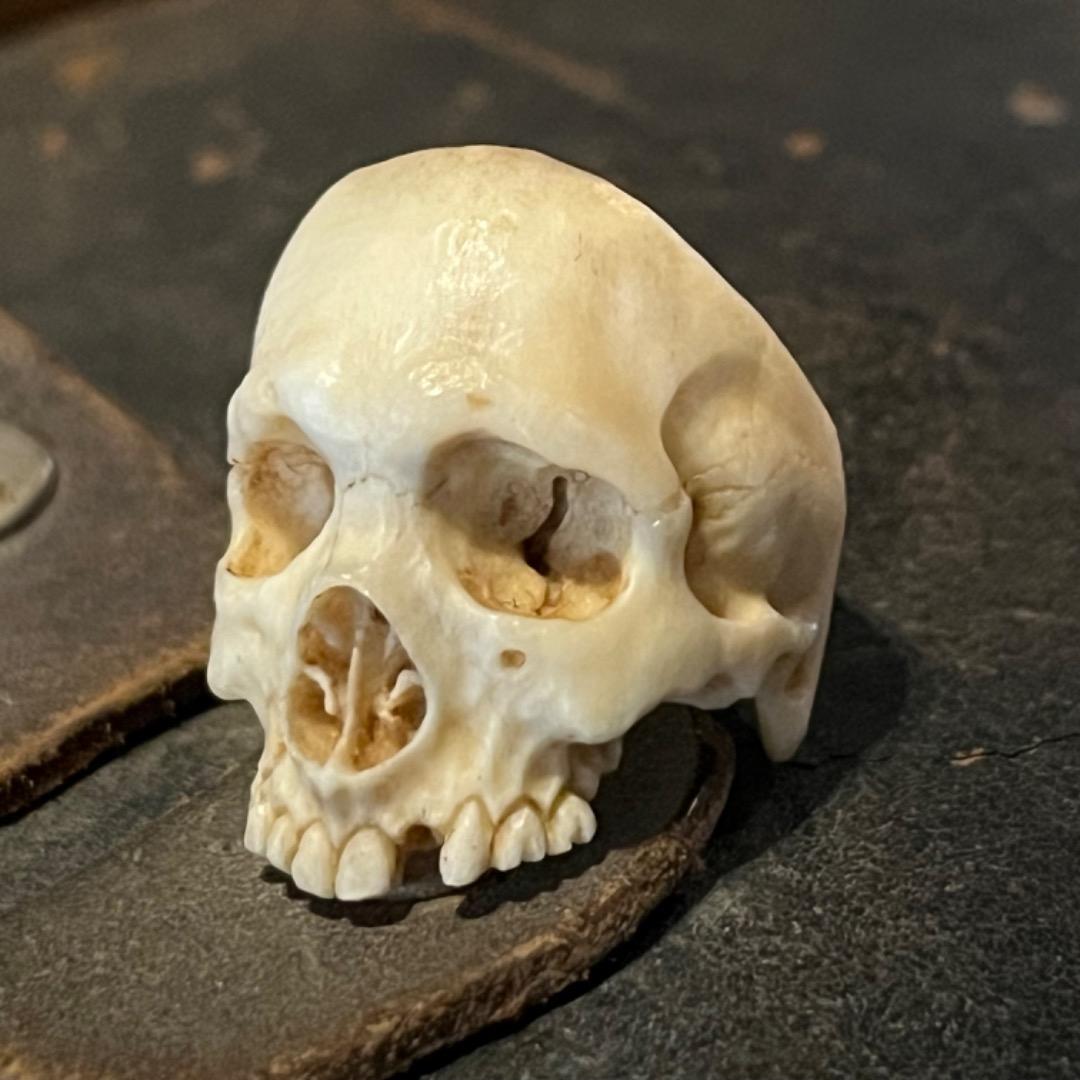 櫻井髑髏 野晒し スカルリング Skull ring バンダナ／スカーフリング