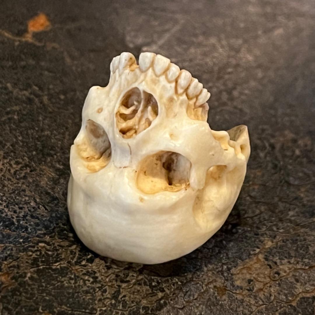 櫻井髑髏 野晒し スカルリング Skull ring バンダナ／スカーフリング