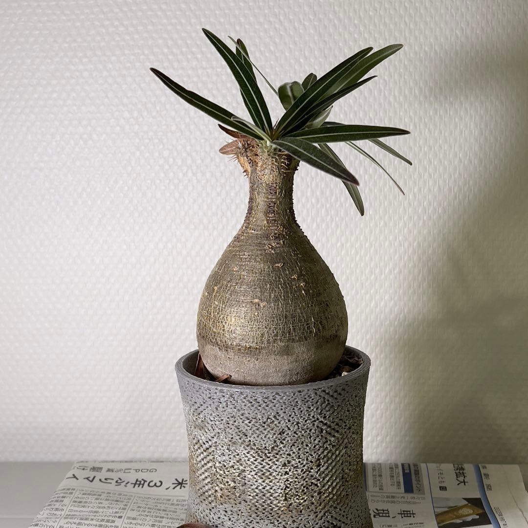 塊根植物 グラキリス 現地球 with 自作鉢 3