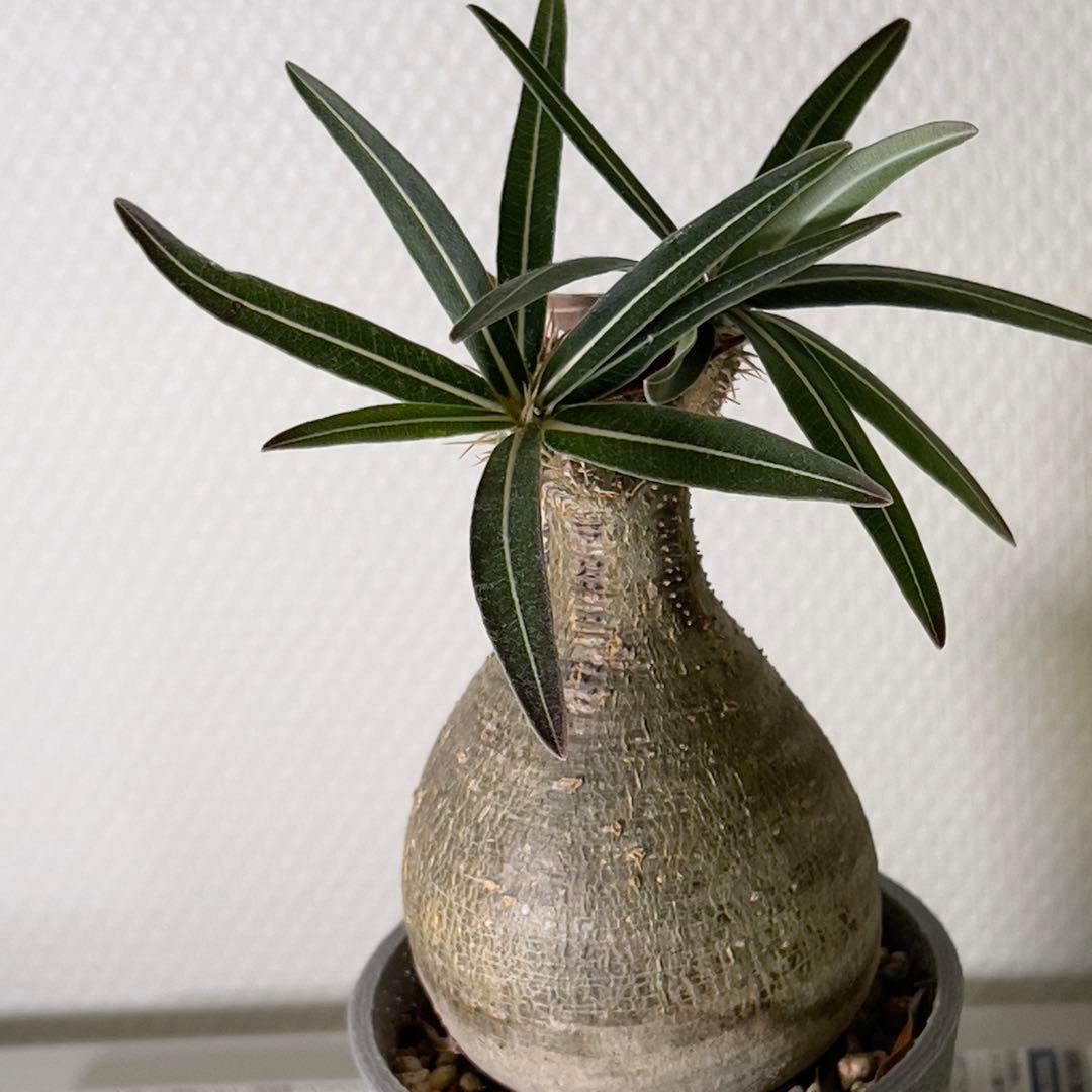 塊根植物 グラキリス 現地球 with 自作鉢 3