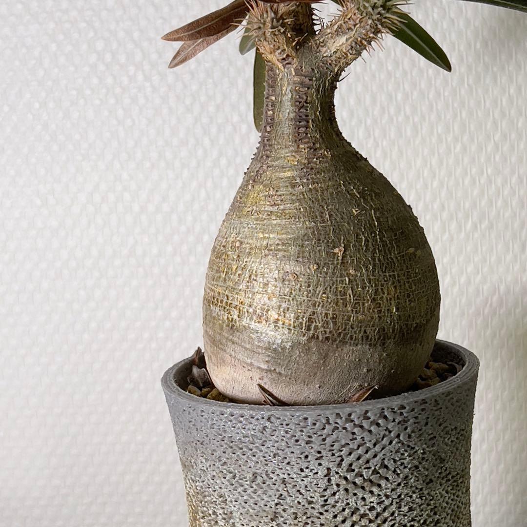 塊根植物 グラキリス 現地球 with 自作鉢 3