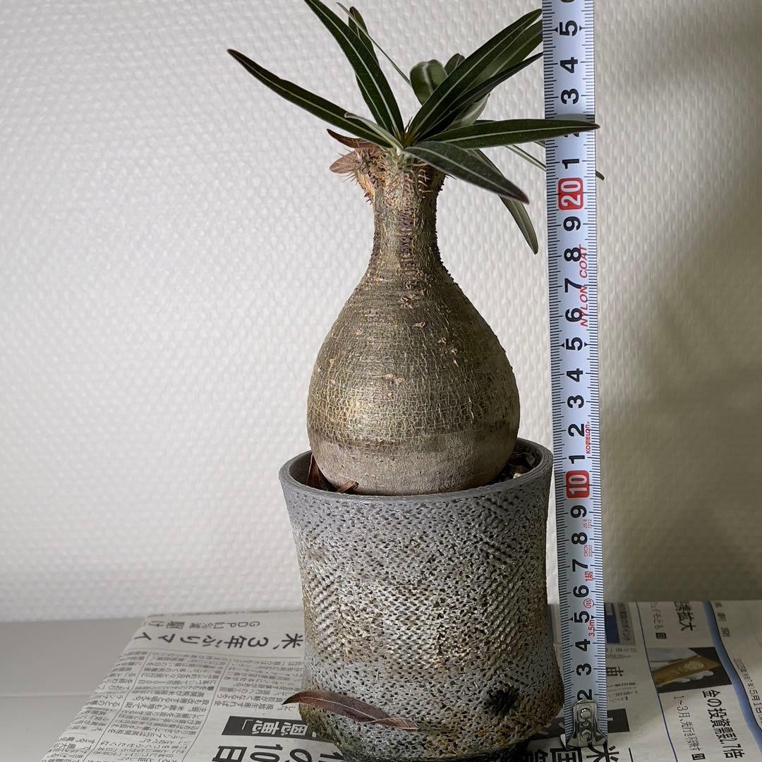 塊根植物 グラキリス 現地球 with 自作鉢 3