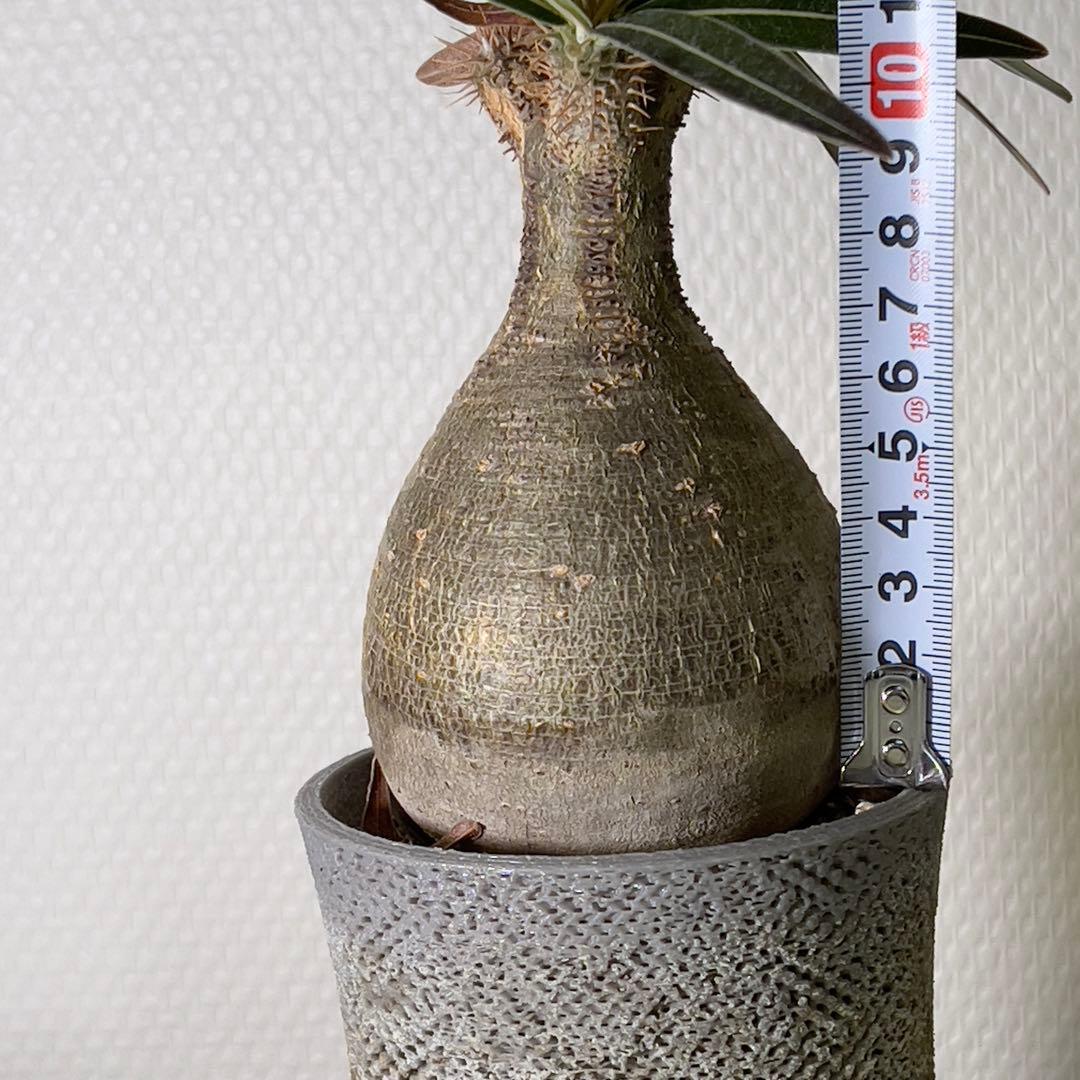 塊根植物 グラキリス 現地球 with 自作鉢 3