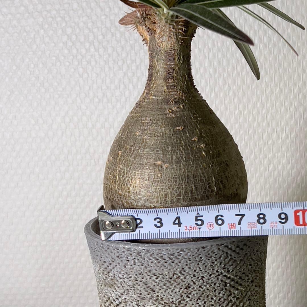 塊根植物 グラキリス 現地球 with 自作鉢 3