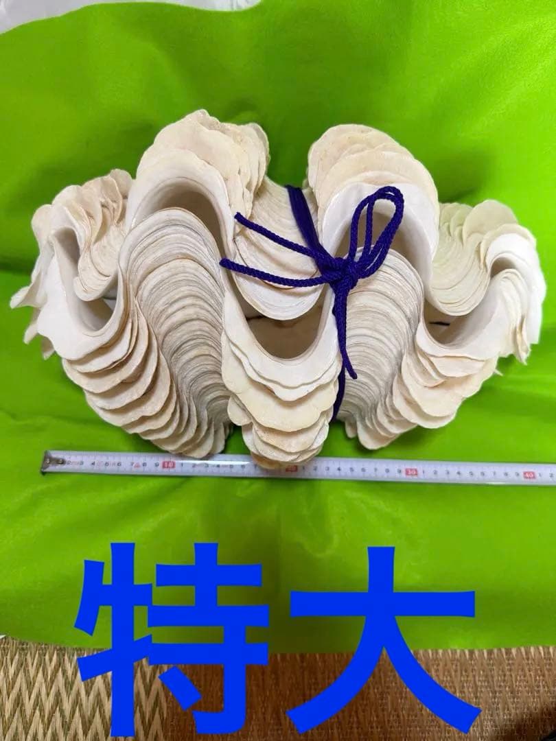 貝殻ヒレシャコガイ特大