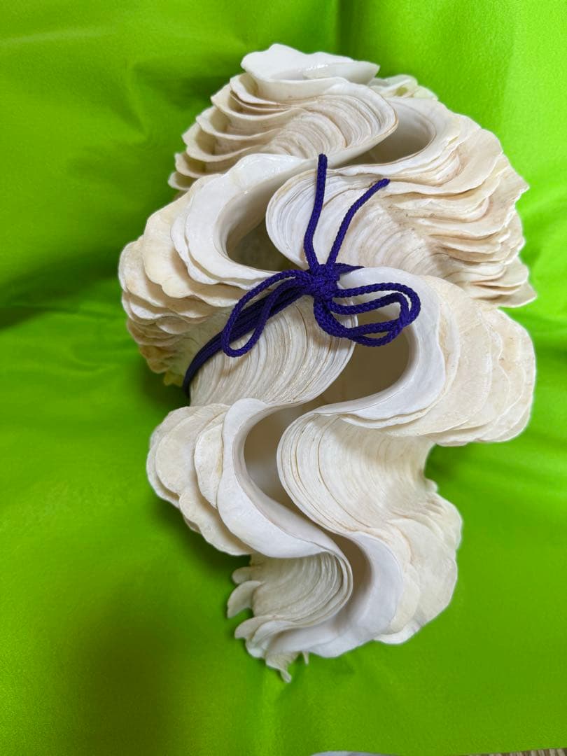 貝殻ヒレシャコガイ特大