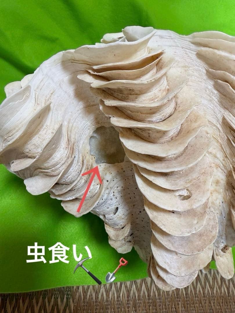 貝殻ヒレシャコガイ特大