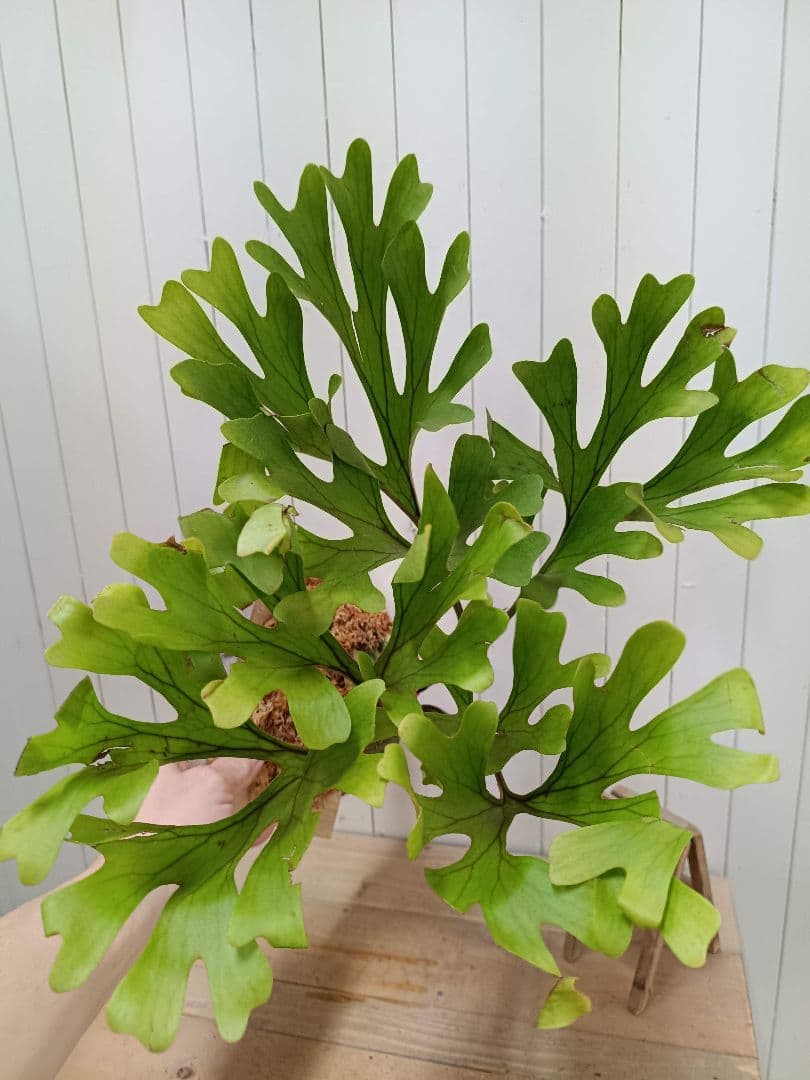 Z744【板付！Lサイズ】立ち葉！ビカクシダ リドレイ 現地球3/19輸入