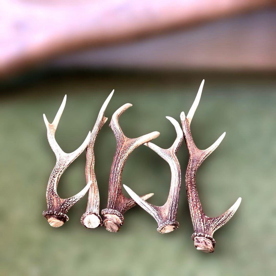 鹿の角　まとめて17本セット　日本鹿