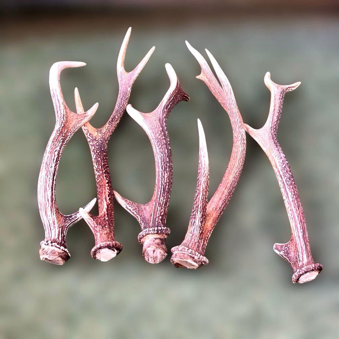 鹿の角　まとめて17本セット　日本鹿