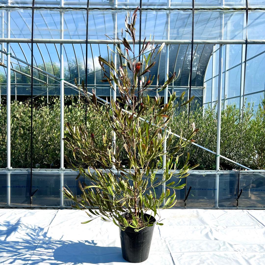 【数量限定‼️高さ160㎝前後】ドドナエア　ポップブッシュ　プルプレア　苗