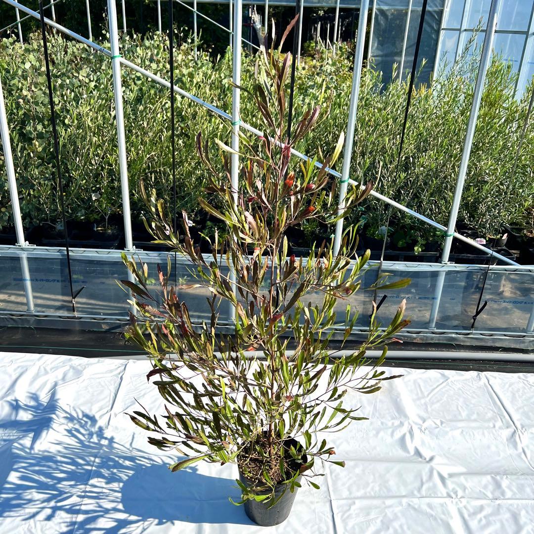 【数量限定‼️高さ160㎝前後】ドドナエア　ポップブッシュ　プルプレア　苗