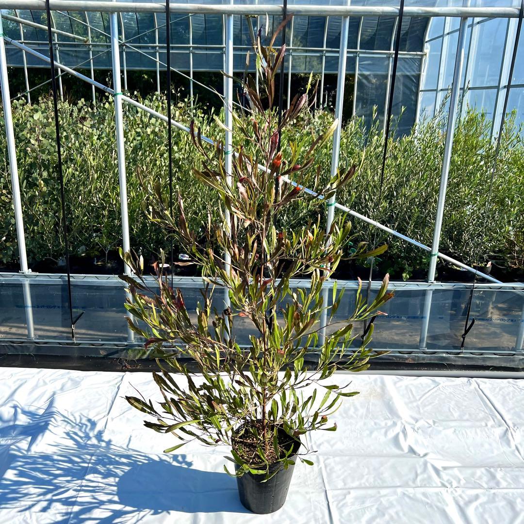 【数量限定‼️高さ160㎝前後】ドドナエア　ポップブッシュ　プルプレア　苗