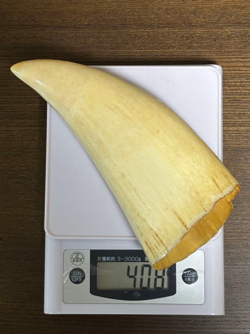 マッコウクジラ 鯨牙 鯨歯 天然素材 印材 彫刻　オブジェ