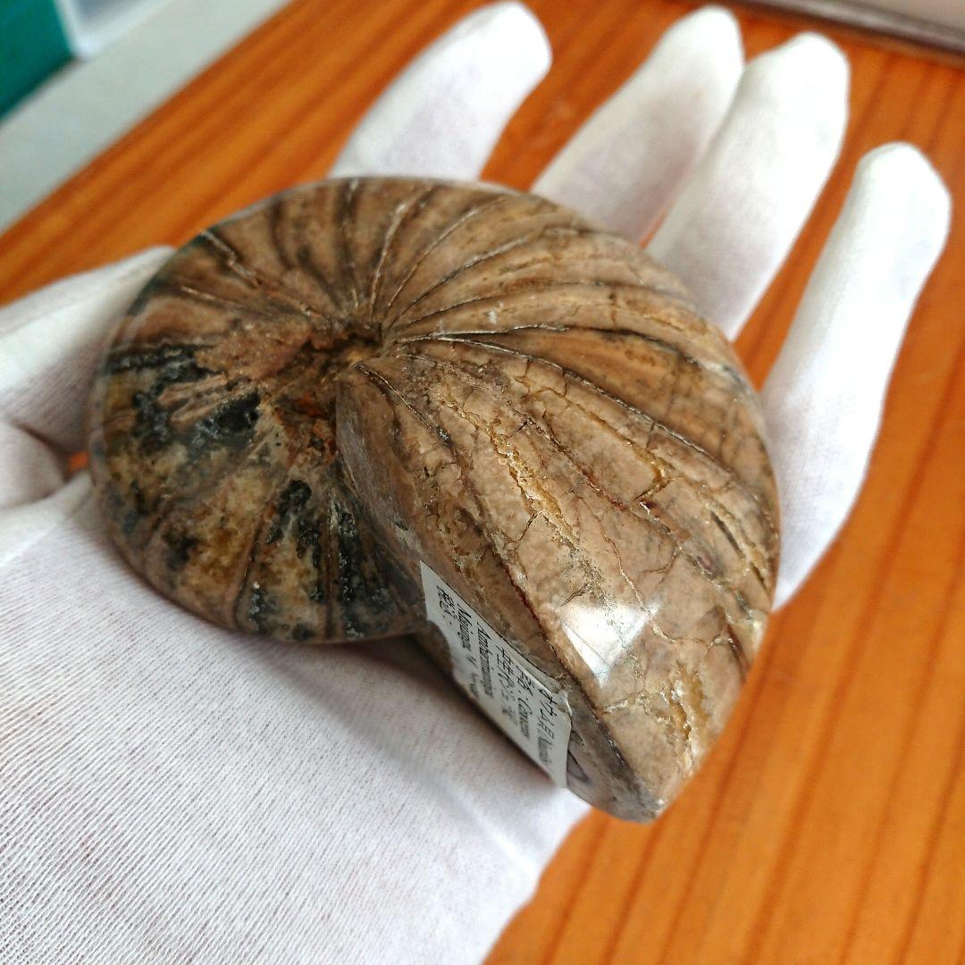 オウム貝化石 置物 ディスプレイケース付き