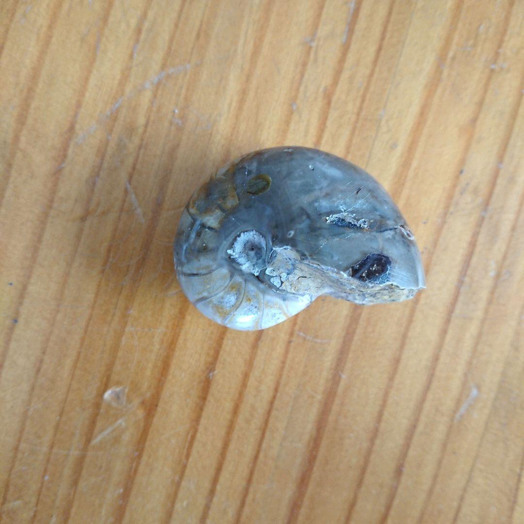 オウム貝化石 置物 ディスプレイケース付き