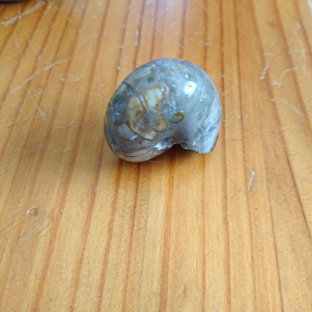 オウム貝化石 置物 ディスプレイケース付き