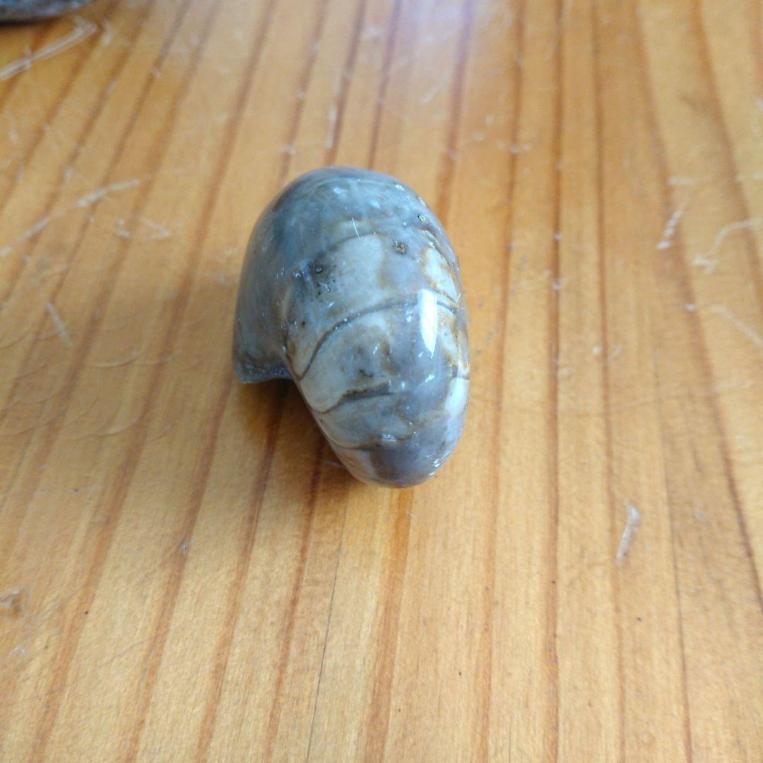 オウム貝化石 置物 ディスプレイケース付き