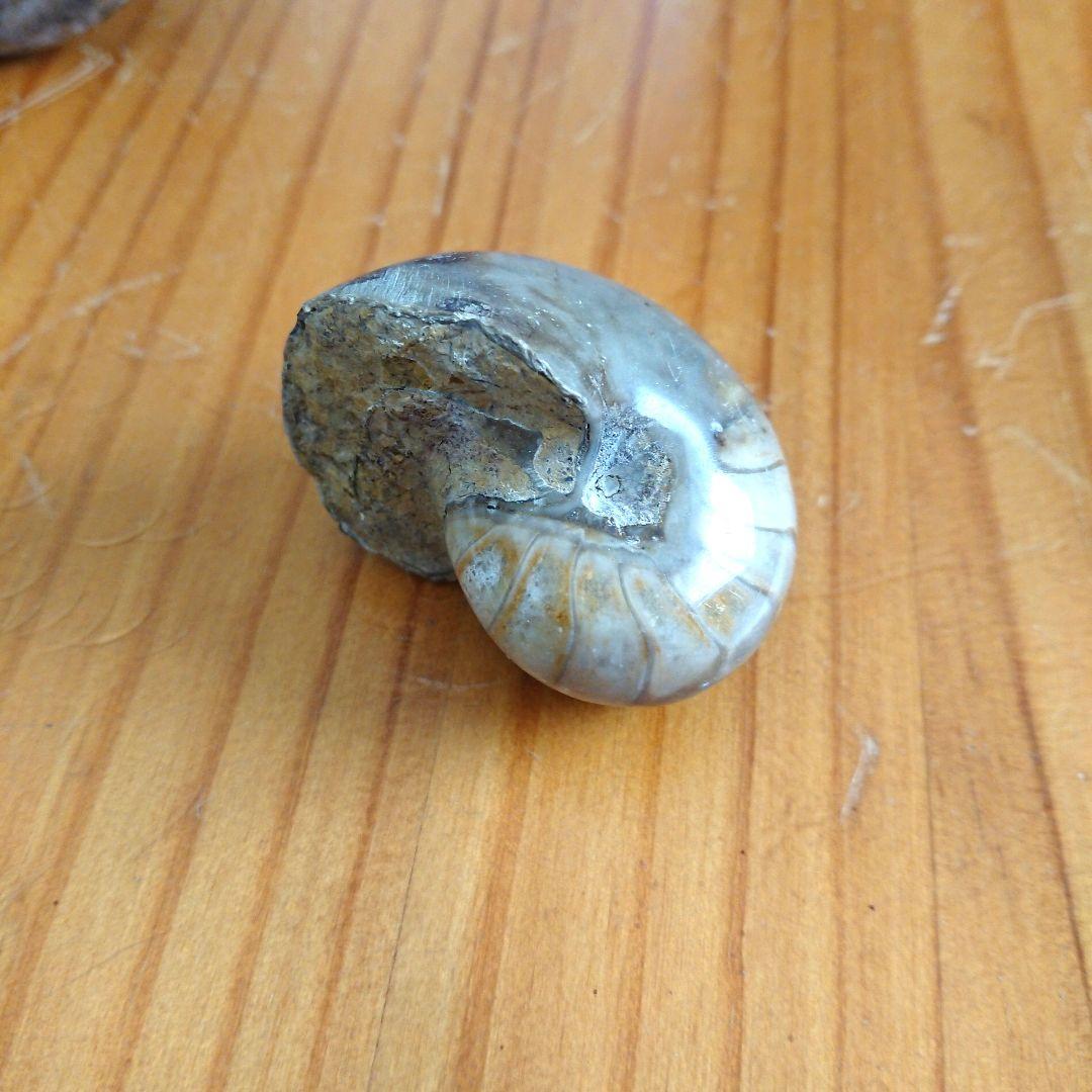 オウム貝化石 置物 ディスプレイケース付き