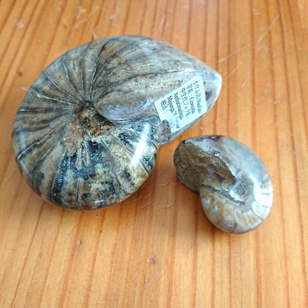 オウム貝化石 置物 ディスプレイケース付き