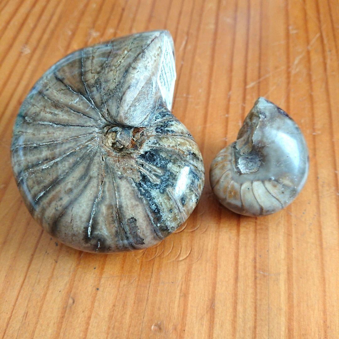 オウム貝化石 置物 ディスプレイケース付き