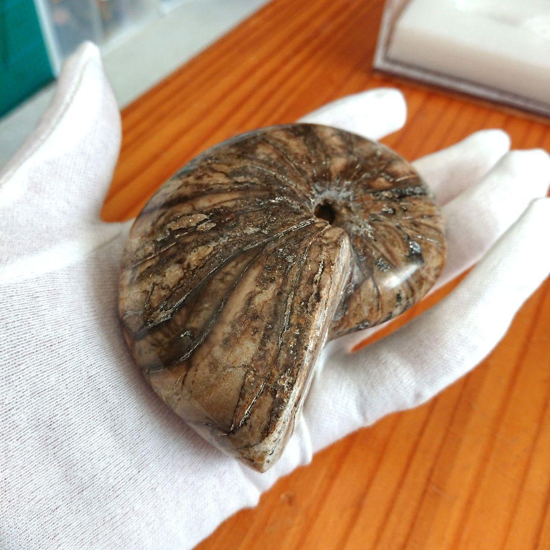 オウム貝化石 置物 ディスプレイケース付き