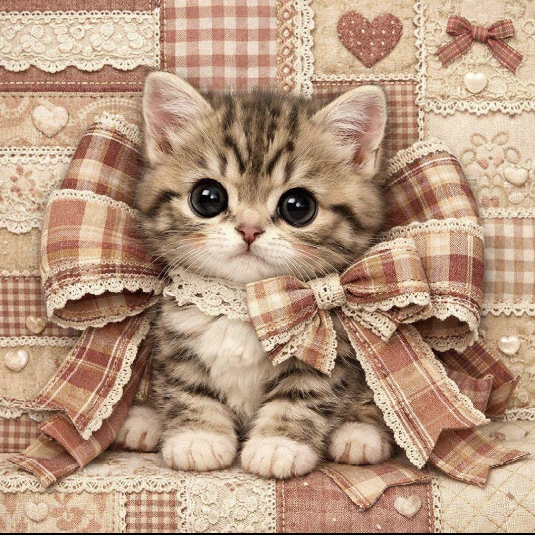 オーダー用猫ちゃん*´꒳`ฅパネルサンプルページ
