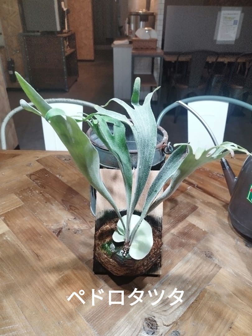 お買い得ビカクシダ板付2種セット　ペドロ　タツタ、ウィリンキーOMG