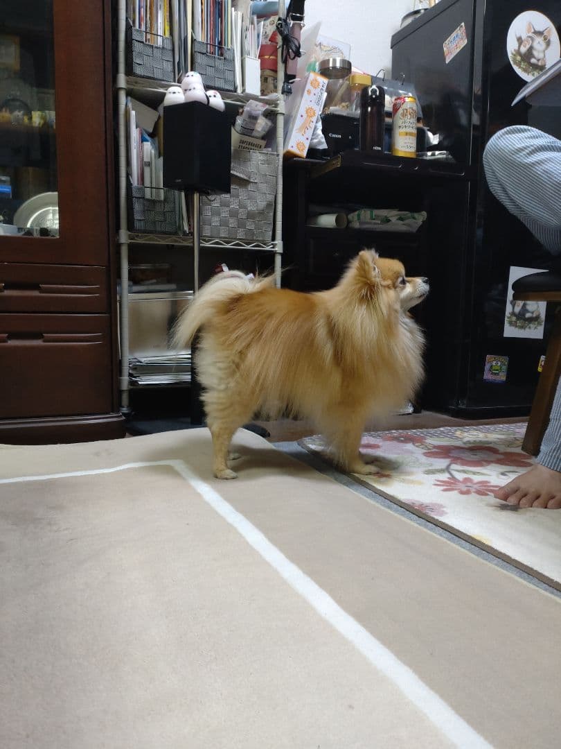 ちゃぴ様依頼品確認専用