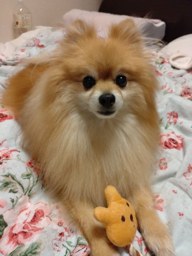 ちゃぴ様依頼品確認専用