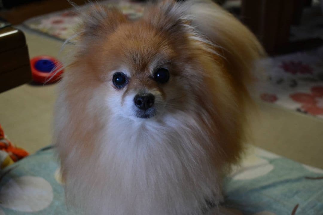 ちゃぴ様依頼品確認専用