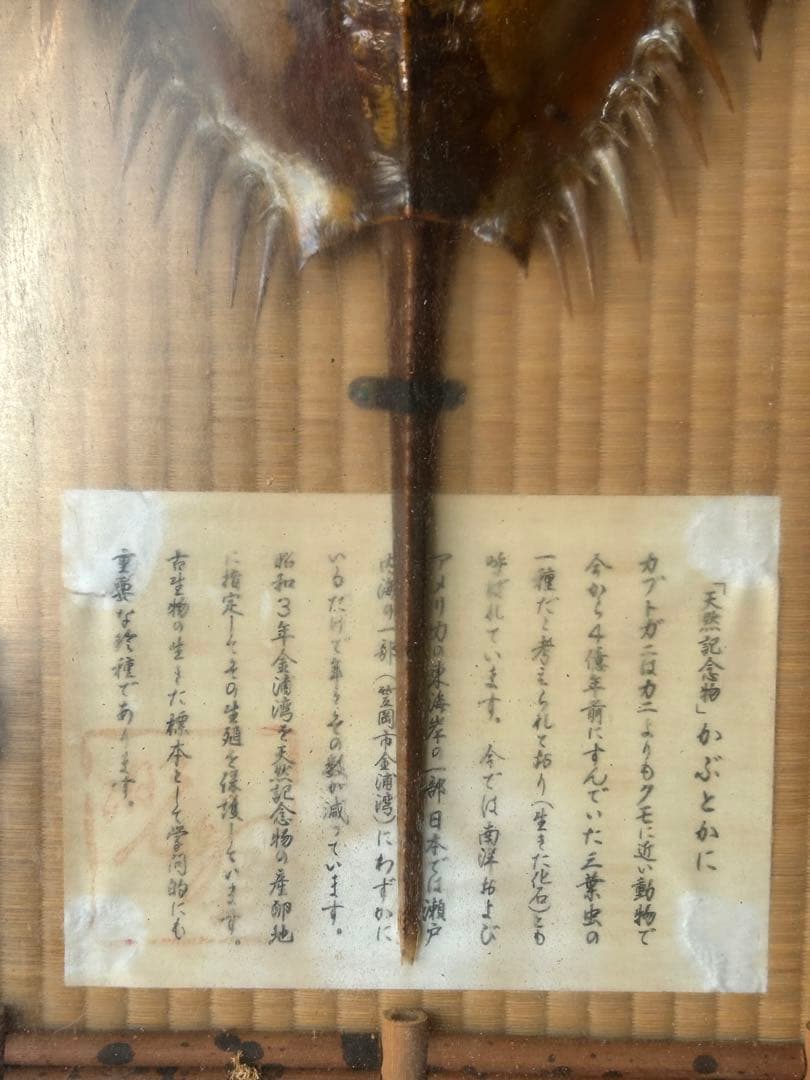 カブトガニ　標本