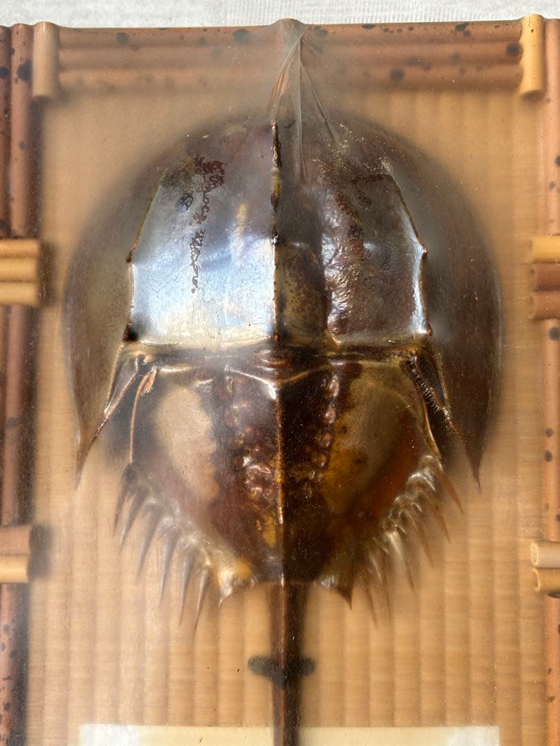 カブトガニ　標本