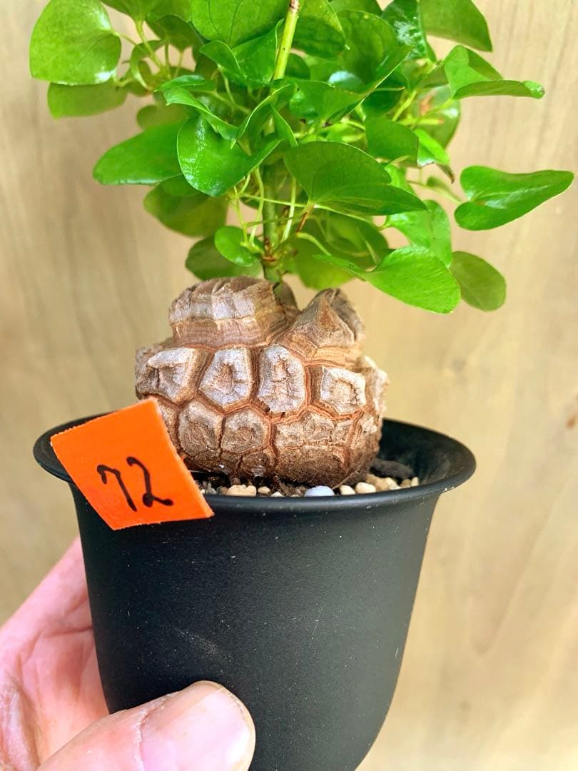 アフリカ亀甲竜　no72