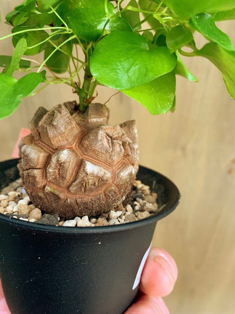 アフリカ亀甲竜　no72