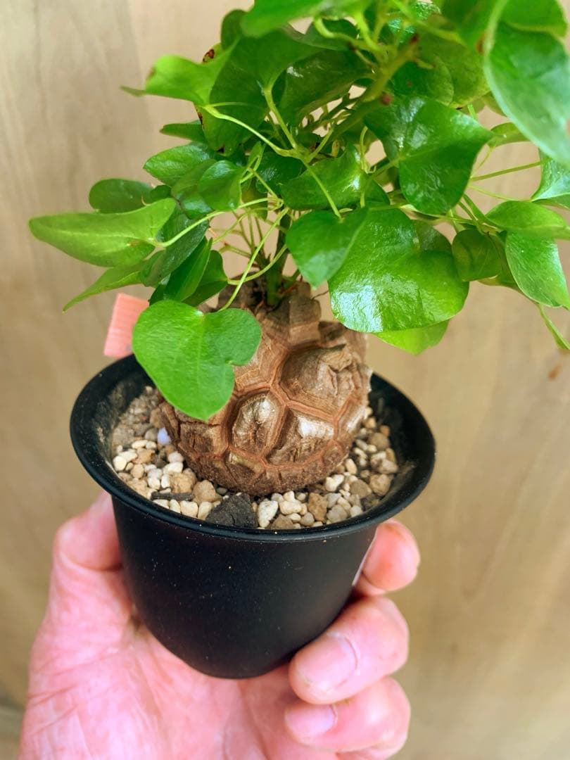 アフリカ亀甲竜　no72