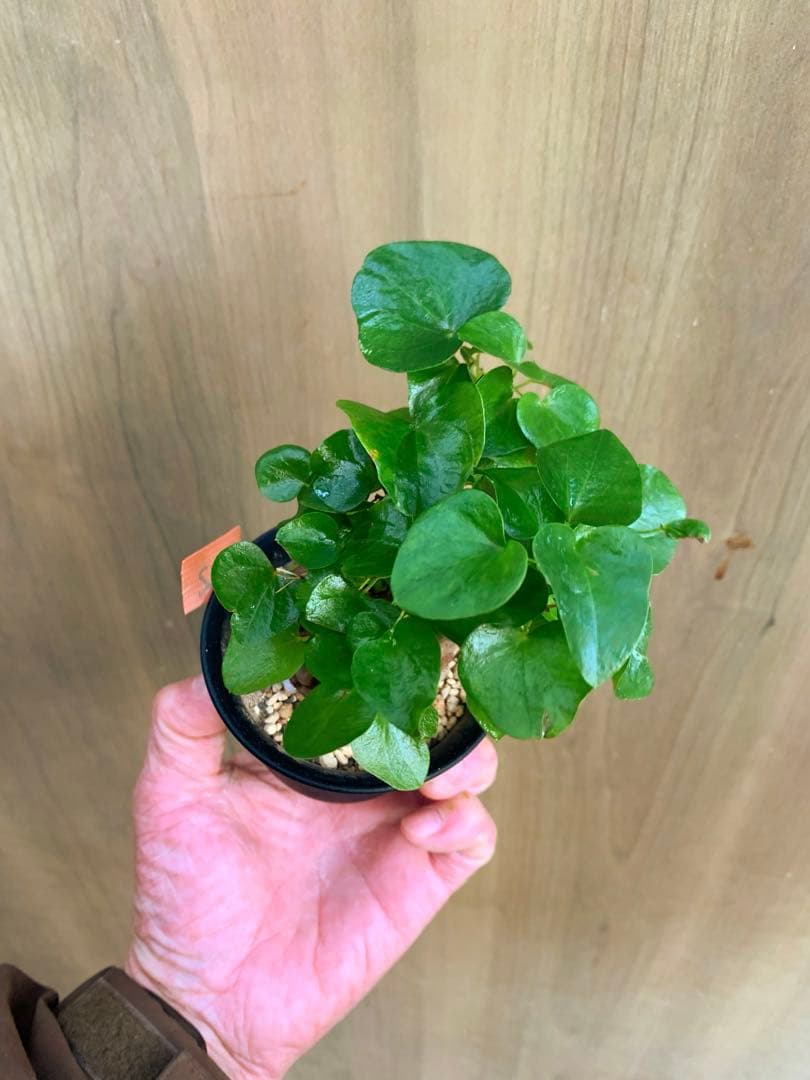 アフリカ亀甲竜　no72