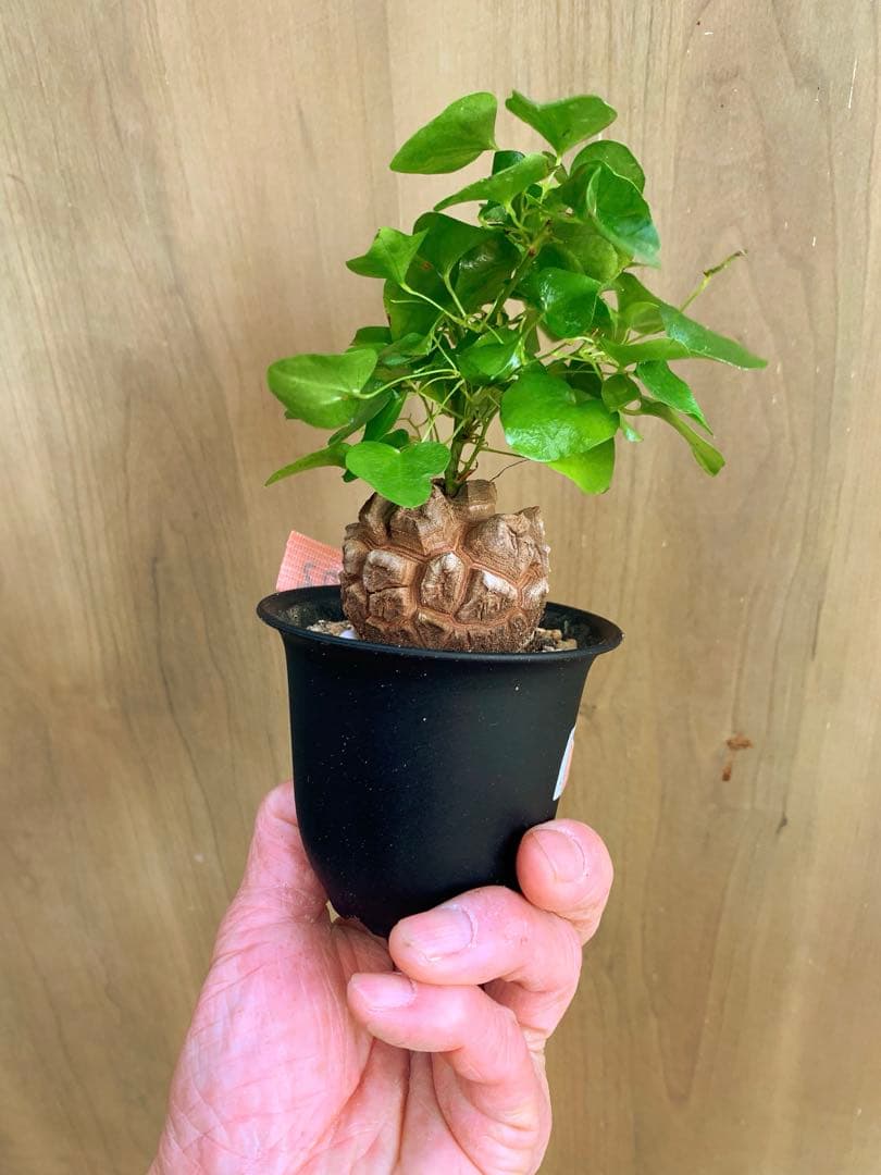 アフリカ亀甲竜　no72