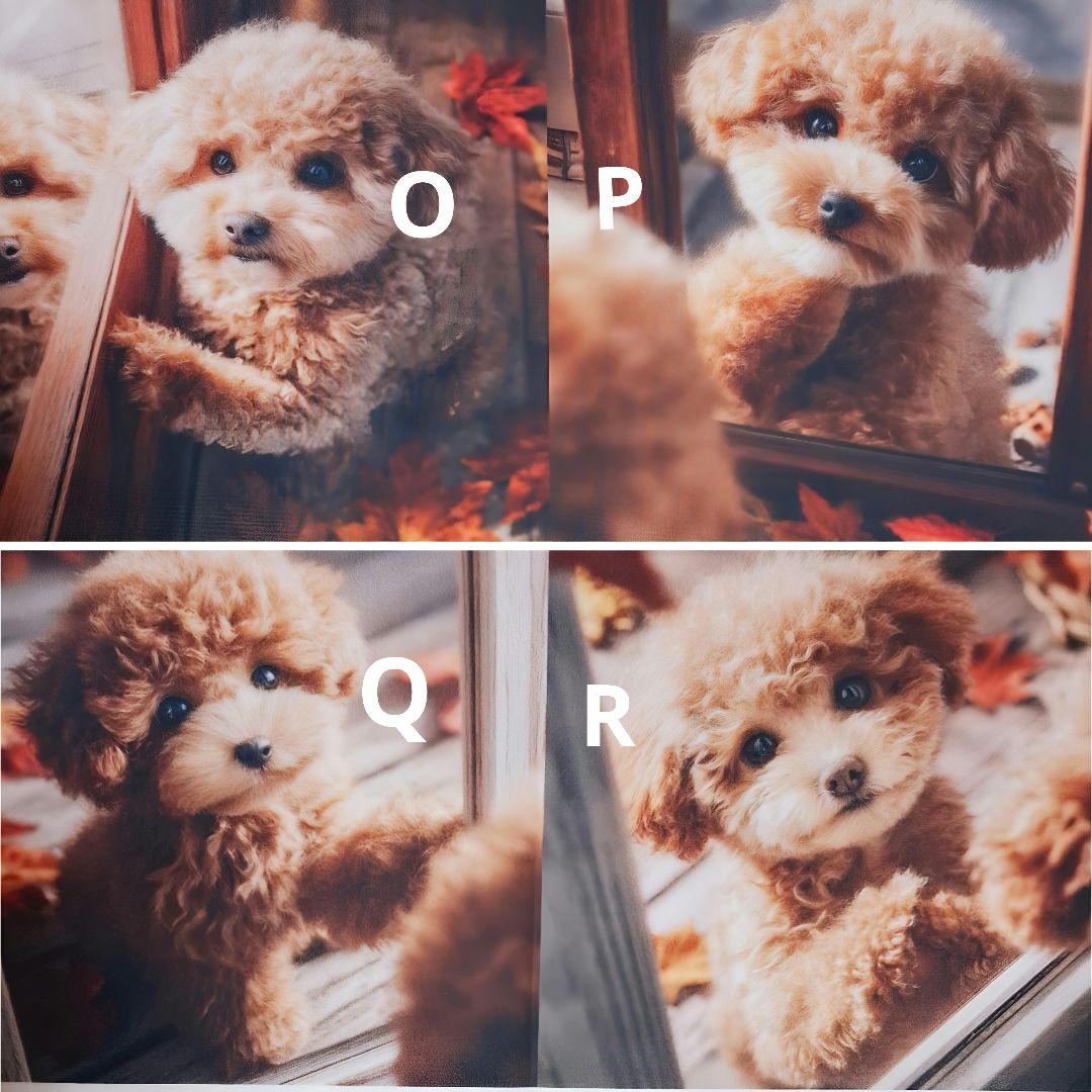 あゆちょハンドメイド用オーダー用パネル♥️可愛いトイプードル12月1日在庫分