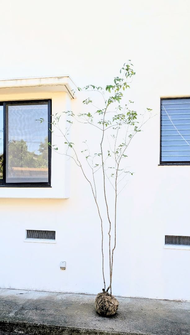 【わーまま♡】さま専用。山採りハイノキとアオダモ。